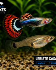Lebiste Casal 2-4cm Lebiste Casal 2-4cm