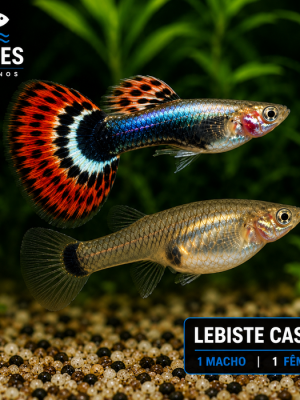 Lebiste Casal 2-4cm