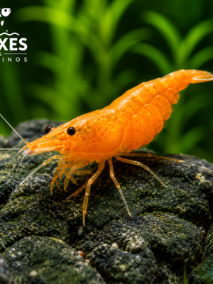 Camarão Neocaridina Orange 1-2cm