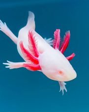 Axolote Albino