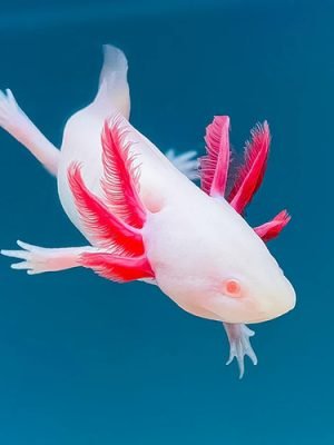 Axolote Albino