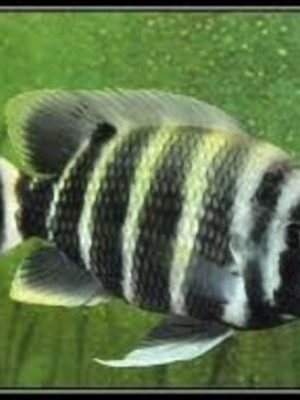 Tilapia Buttikoferi 20-25cm