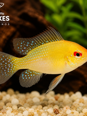 Ramirezi Gold 2-4cm