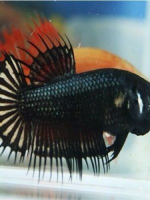 Betta Fêmea Crowntail 2-4cm