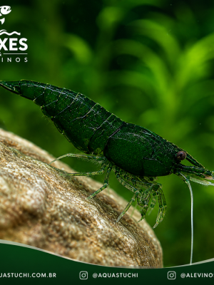 Camarão Neocaridina Green 1-2cm