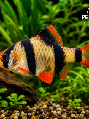 Barbo Sumatra 2-4cm