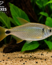 Lambari 2-4cm