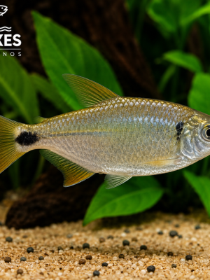Lambari 2-4cm