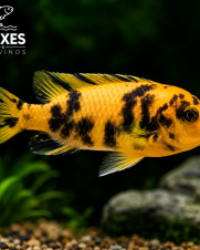 Zebra Borrado 3-6cm