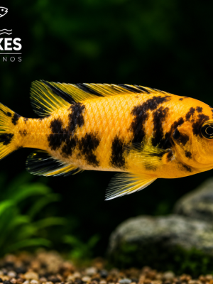 Zebra Borrado 3-6cm