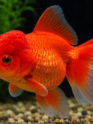 Kinguio Oranda Red 6-9cm