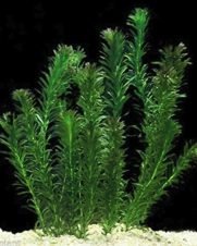 Egeria densa (Elodea) 3 ramos