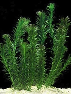 Egeria densa (Elodea) 3 ramos