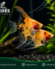 Acara Bandeira Red Devil 3-4cm