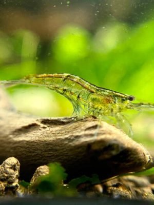 Camarao Neocaridina