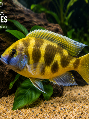 Venustus 3-6cm