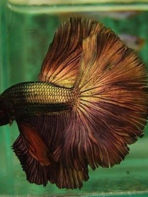 Betta Macho Bronze 4-6cm
