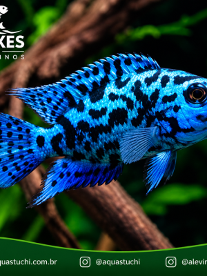 Jack Dempsey Blue 6-9cm