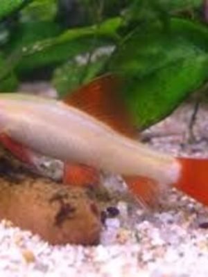 Labeo Frenatus Albino 3-4cm