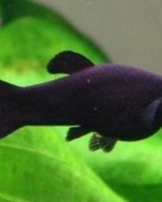 Molinesia Black 2-4cm