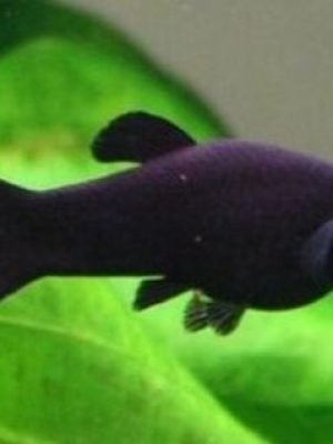 Molinesia Black 2-4cm