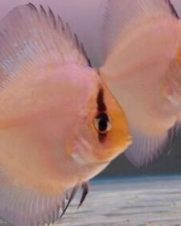 Acara Disco Ghost 6-9cm Acara Disco Ghost 6-9cm