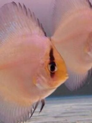 Acara Disco Ghost 6-9cm