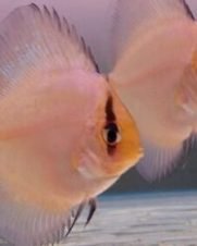 Acara Disco Ghost 6-9cm