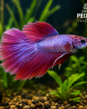 Betta Macho Dragon Rosa 2-4cm Betta Macho Dragon Rosa 2-4cm