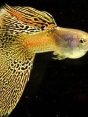 Lebiste Yellow Lace Casal 2-4cm