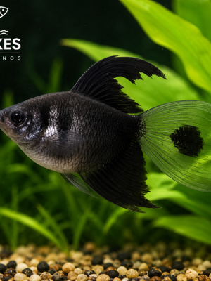 Tetra Negro Veú 3-4cm
