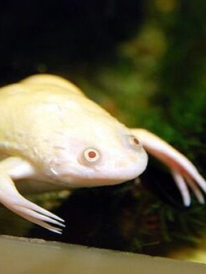 Xenopus Albina 2-4cm