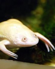 Xenopus Albina 2-4cm