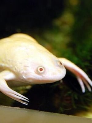 Xenopus Albina 2-4cm
