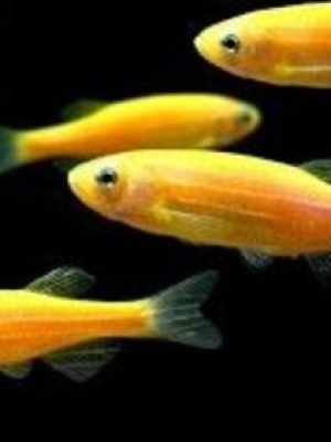 Paulistinha Gold 2-3cm