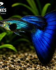 Lebiste Moscow Blue Casal 2-4cm Lebiste Moscow Blue Casal 2-4cm