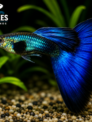 Lebiste Moscow Blue Casal 2-4cm