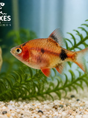 Barbo Sumatra Red 2-4cm