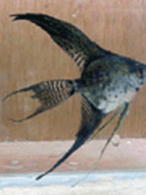 Acara Bandeira Azul Leopardo Véu 3-4cm