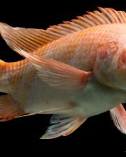 Tilapia Saint Peter 3-6cm Tilapia Saint Peter 3-6cm