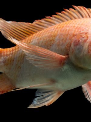 Tilapia Saint Peter 3-6cm