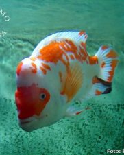 Citrinellum Red White 12-15cm Citrinellum Red White 12-15cm