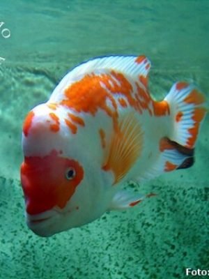 Citrinellum Red White 12-15cm