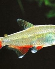 Tetra Enfermerinha 2-4cm Tetra Enfermerinha 2-4cm