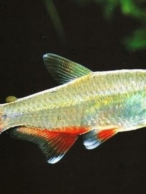 Tetra Enfermerinha 2-4cm
