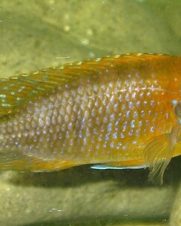 Aulonocara Fêmea 6-8cm Aulonocara Fêmea 6-8cm