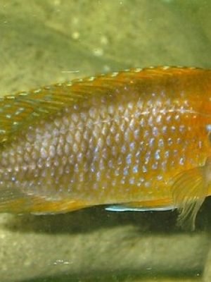 Aulonocara Fêmea 6-8cm