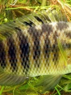 Acará Camaleão 6-9cm