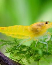 Camarão Neocaridina Yellow 1-2cm Camarão Neocaridina Yellow 1-2cm