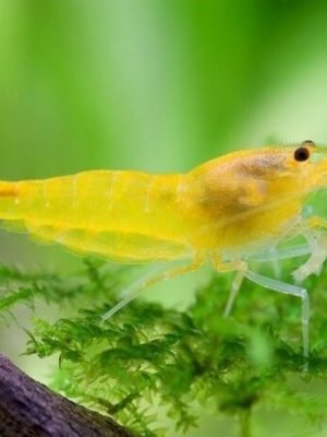 Camarão Neocaridina Yellow 1-2cm